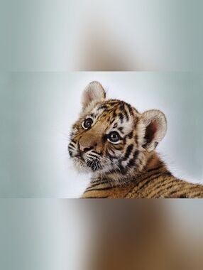 Custom Fridge Magnet Tiger Cub Home Kitchen Decor